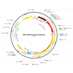 AAV CMC-Luc-T2A-mCherry (30 µl)