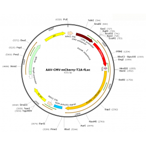 AAV CMC-Luc-T2A-mCherry (30 µl)