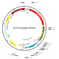 AAV EF1α-DIO-ChIEF-tdTOMATO (30 µl)