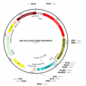 AAV EF1α-DIO-ChIEF-tdTOMATO (30 µl)