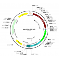 AAV EF1a-FRT-GFP (30 µl)