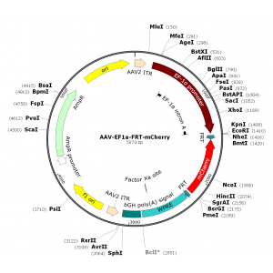 AAV EF1a-FRT-mCherry (30 µl)