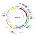 AAV EF1α-GFP (30 µl)