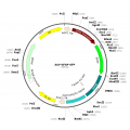 AAV GFAP-GFP (30 µl)