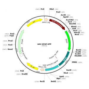 AAV GFAP-GFP (30 µl)