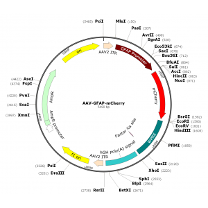 AAV GFAP-mCherry (30 µl)