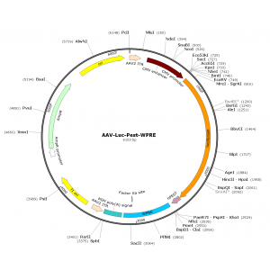 AAV CMV-Luc-PEST (30 µl)