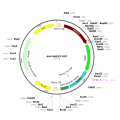 AAV MHCK7-GFP (30 µl)