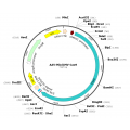 AAV CMV-hCas9 (30 µl)