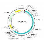 AAV CMV-hCas9 (30 µl)