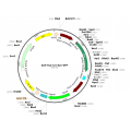 AAV Synapsin-Cre-Synapsin-GFP (30 µl)