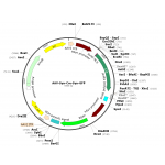 AAV Synapsin-Cre-Synapsin-GFP (30 µl)