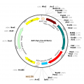 AAV Syn-Cre-mCherry (30 µl)