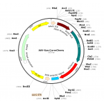 AAV Syn-Cre-mCherry (30 µl)