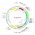 AAV Syn-DIO-GFP (30 µl)