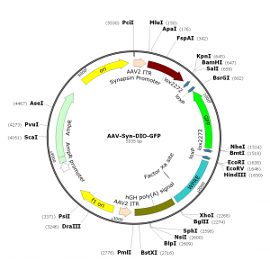 AAV Synapsin-DIO-GFP (30 µl)