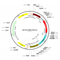 AAV Synapsin-DIO-mCherry (30 µl)