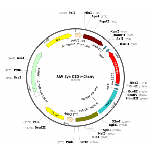 AAV Synapsin-DIO-mCherry (30 µl)