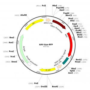 AAV Syn-RFP (30 µl)