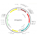 AAV Synapsin-mCherry (30 µl)