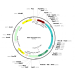 AAV Synapsin-Cre (30 µl)