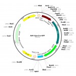 AAV Synapsin-Cre-GFP (30 µl)