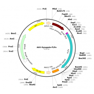 AAV Syn-FLPo (30 µl)