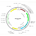 AAV Syn-GFP (30 µl)