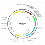 AAV Synapsin-GFP (30 µl)