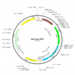 AAV Synapsin-GFP (30 µl)