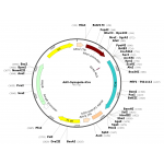 AAV Syn-iCre (30 µl)