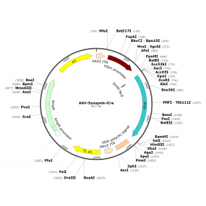 AAV Syn-iCre (30 µl)