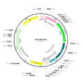 AAV TBG-GFP (30 µl)