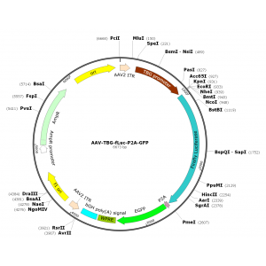 AAV TBG-Luc-P2A-GFP (30 µl)