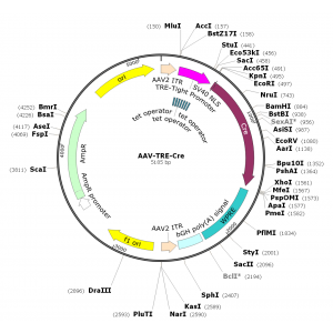 AAV TRE-Cre (30 µl)