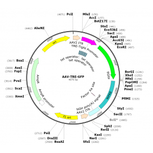 AAV TRE-GFP (30 µl)