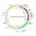 AAV U6-shRNA-EF1a-GFP (30 µl)