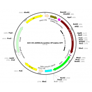 AAV U6-shRNA-EF1a-GFP (30 µl)