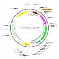 AAV U6-shRNA-CMV-GFP (30 µl)