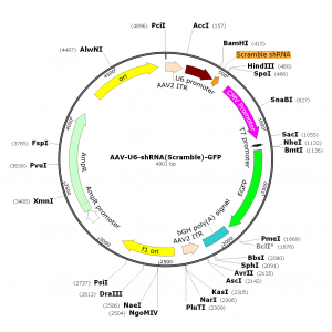 AAV U6-shRNA-GFP