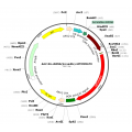 AAV U6-shRNA-tdTOMATO (30 µl)