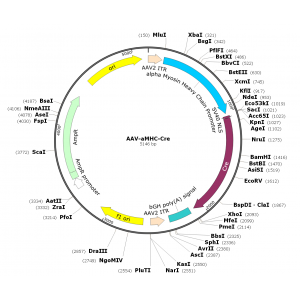 AAV αMHC-Cre (30 µl)