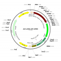 AAV αMHC-GFP (30 µl)