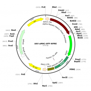 AAV αMHC-GFP (30 µl)