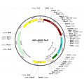 AAV aMHC-Null (30 µl)