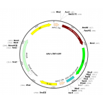 AAV cTNT-GFP (30 µl)