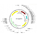 AAV cTNT-Null (30 µl)