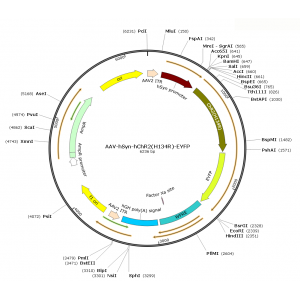 AAV Syn-hChR2(H134R)-EYFP (30 µl)