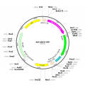 AAV tMCK-GFP (30 µl)