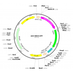 AAV tMCK-GFP (30 µl)